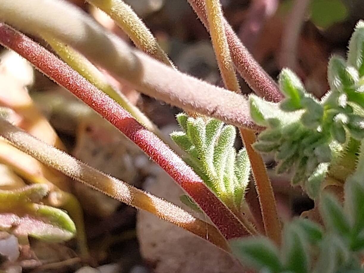 Pelargonium redactum bark