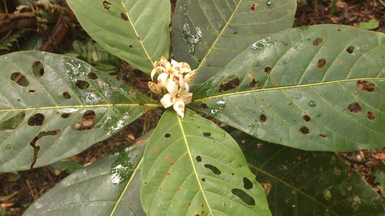 Alibertia atlantica — related species from the same genus