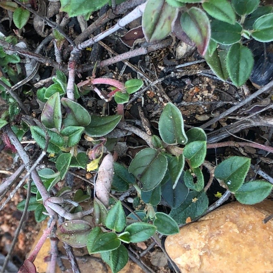 Helianthemum marifolium — houseplant care guide