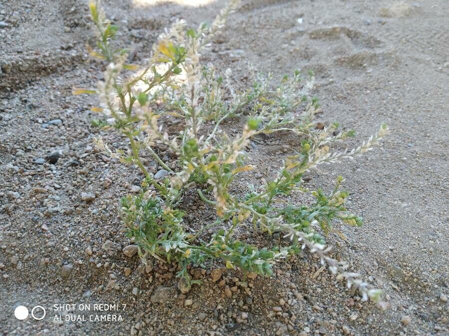 Petalonyx thurberi habit
