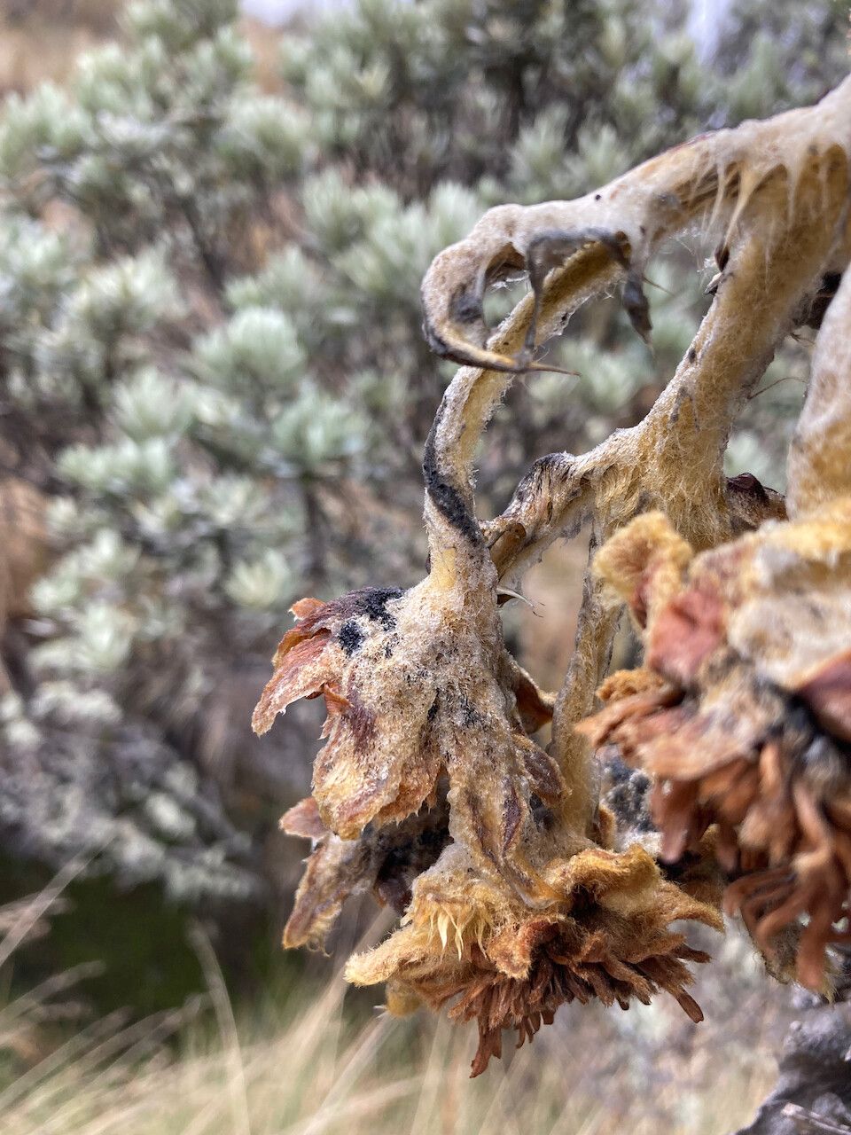Espeletia hartwegiana flower