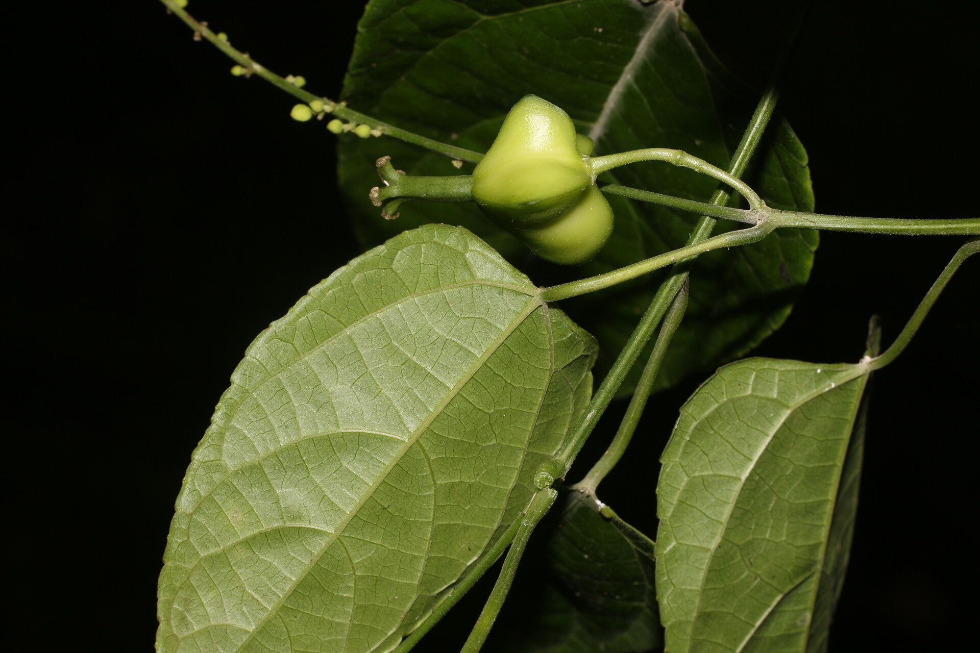 Plukenetia stipellata fruit