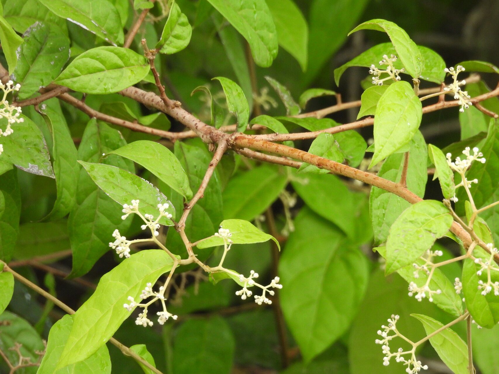 Dichapetalum pedunculatum leaf