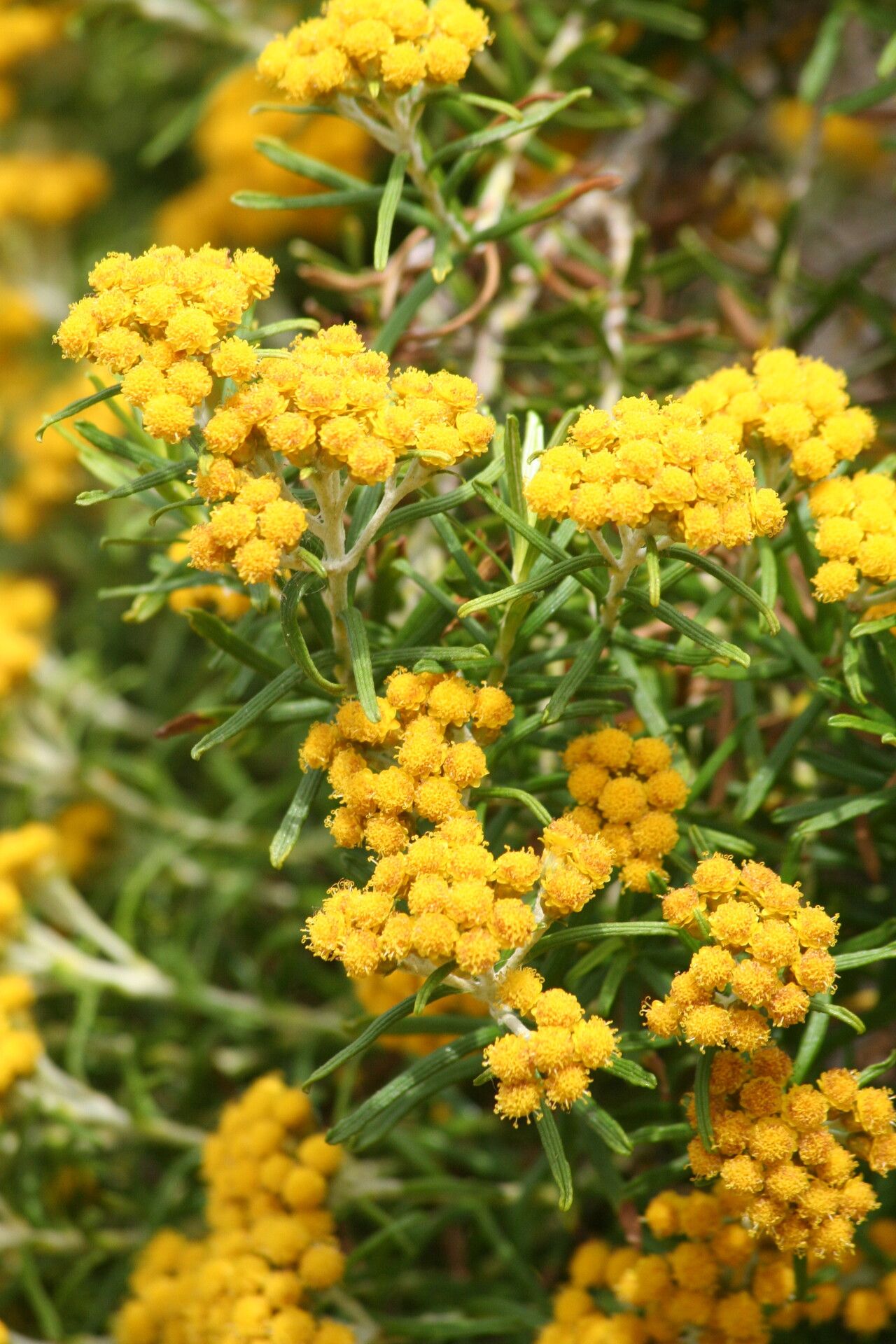 Helichrysum trilineatum flower
