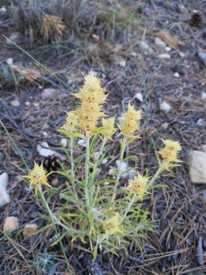 Sideritis pungens — houseplant care guide