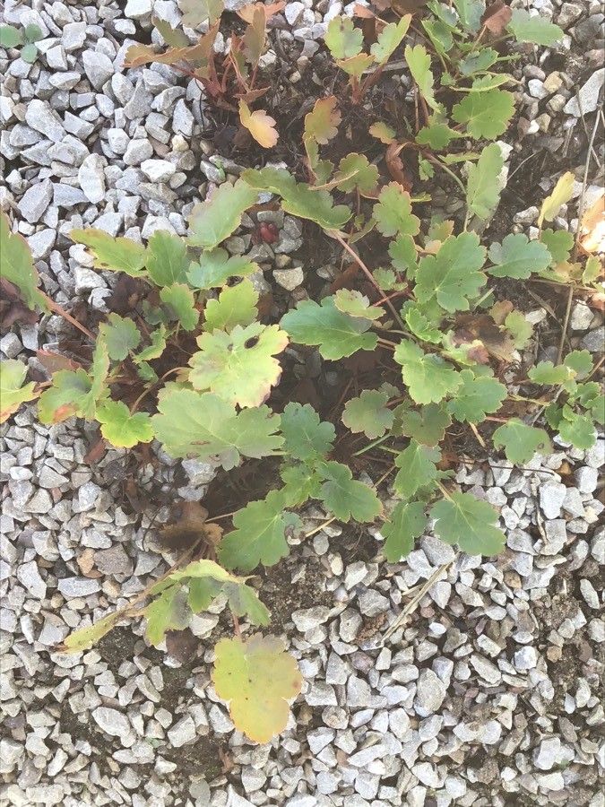 Heuchera merriamii — search result for 'Heuchera'