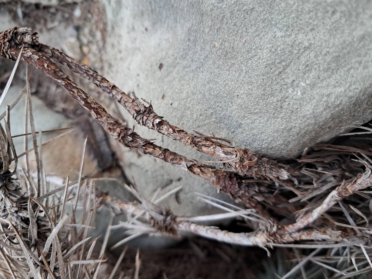 Acantholimon lepturoides bark
