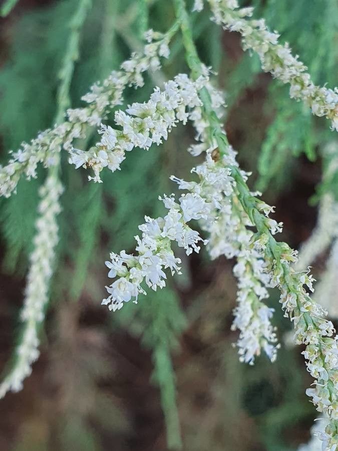 Suaeda monoica flower