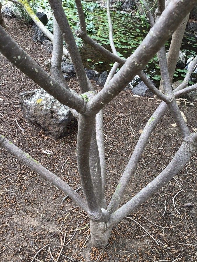 Euphorbia anachoreta bark