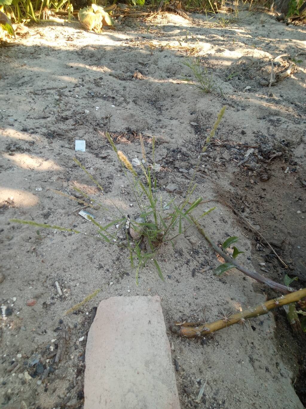 Eragrostis ciliaris — search result for 'Eragrostis'