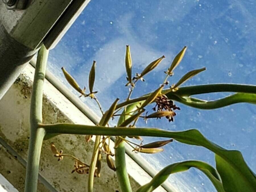 Nepenthes maxima fruit