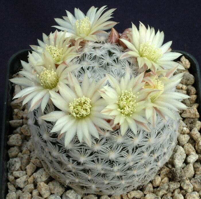 Mammillaria nana — houseplant care guide