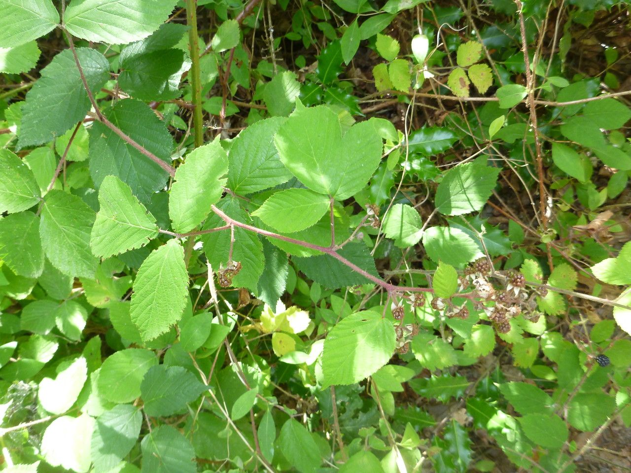 Rubus flexuosus — houseplant care guide