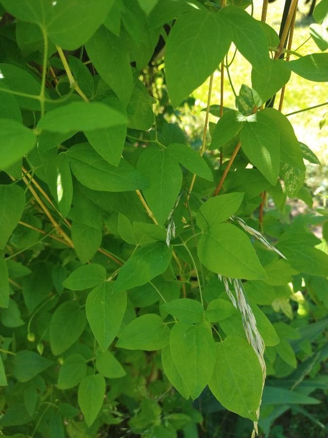 Clematis crispa leaf