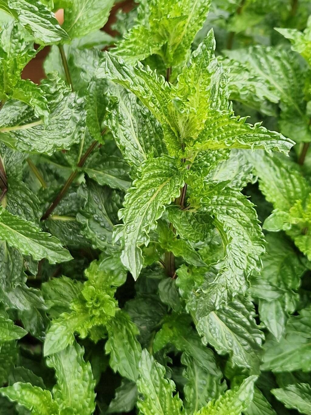 Mentha × carinthiaca — houseplant care guide