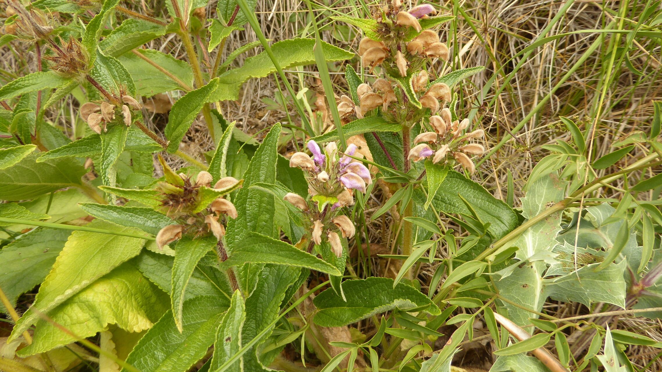 Phlomis herba-venti fruit