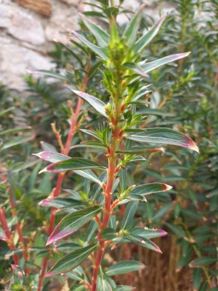 Cuphea micropetala — search result for 'Cuphea'