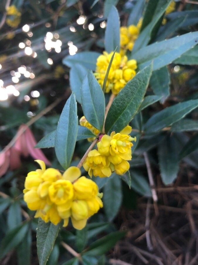 Berberis julianae flower