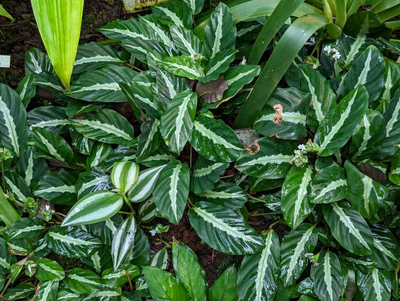 Goeppertia undulata habit