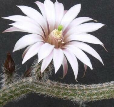 Echinocereus leucanthus — search result for 'Echinocereus'
