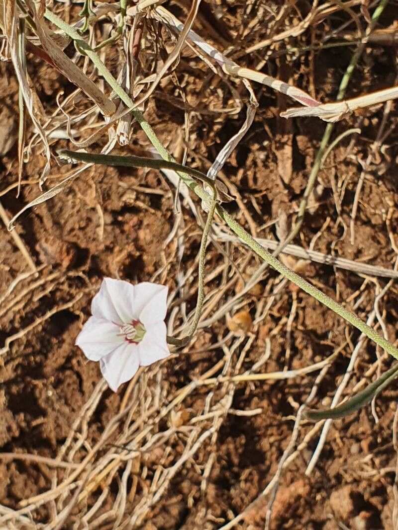 Convolvulus sagittatus habit