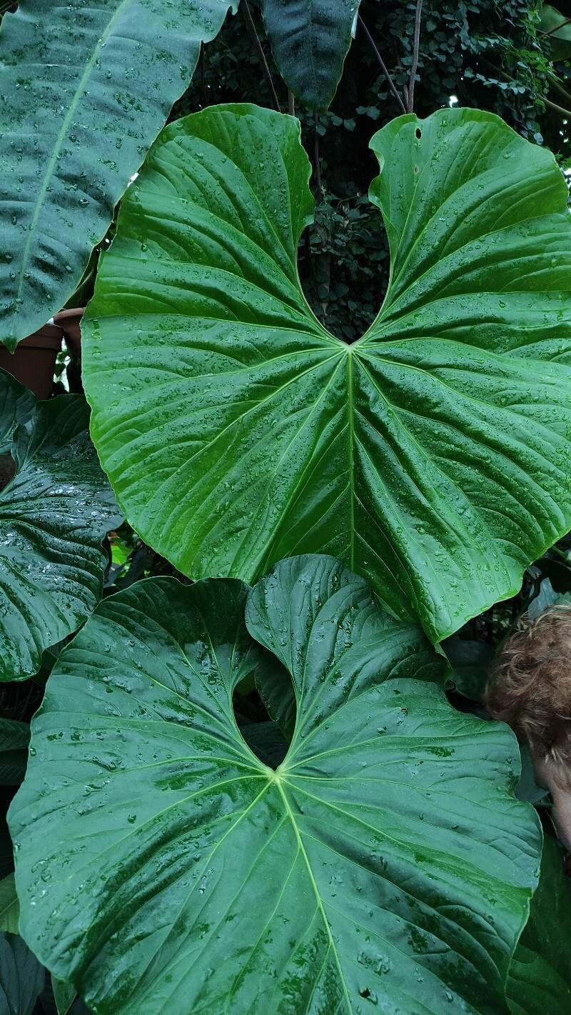 Anthurium dussii — search result for 'Anthurium'