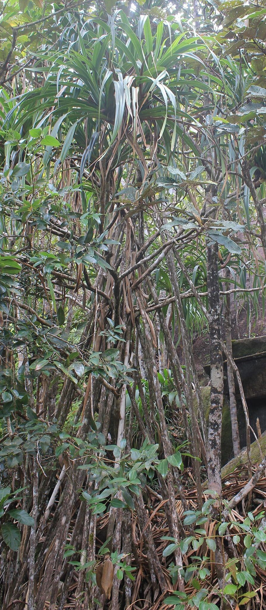 Pandanus sechellarum — houseplant care guide