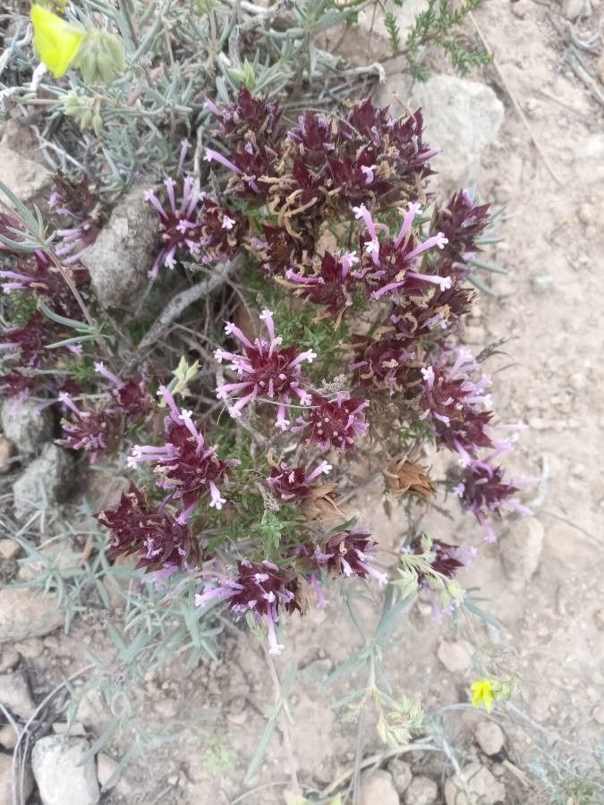 Thymus longiflorus flower