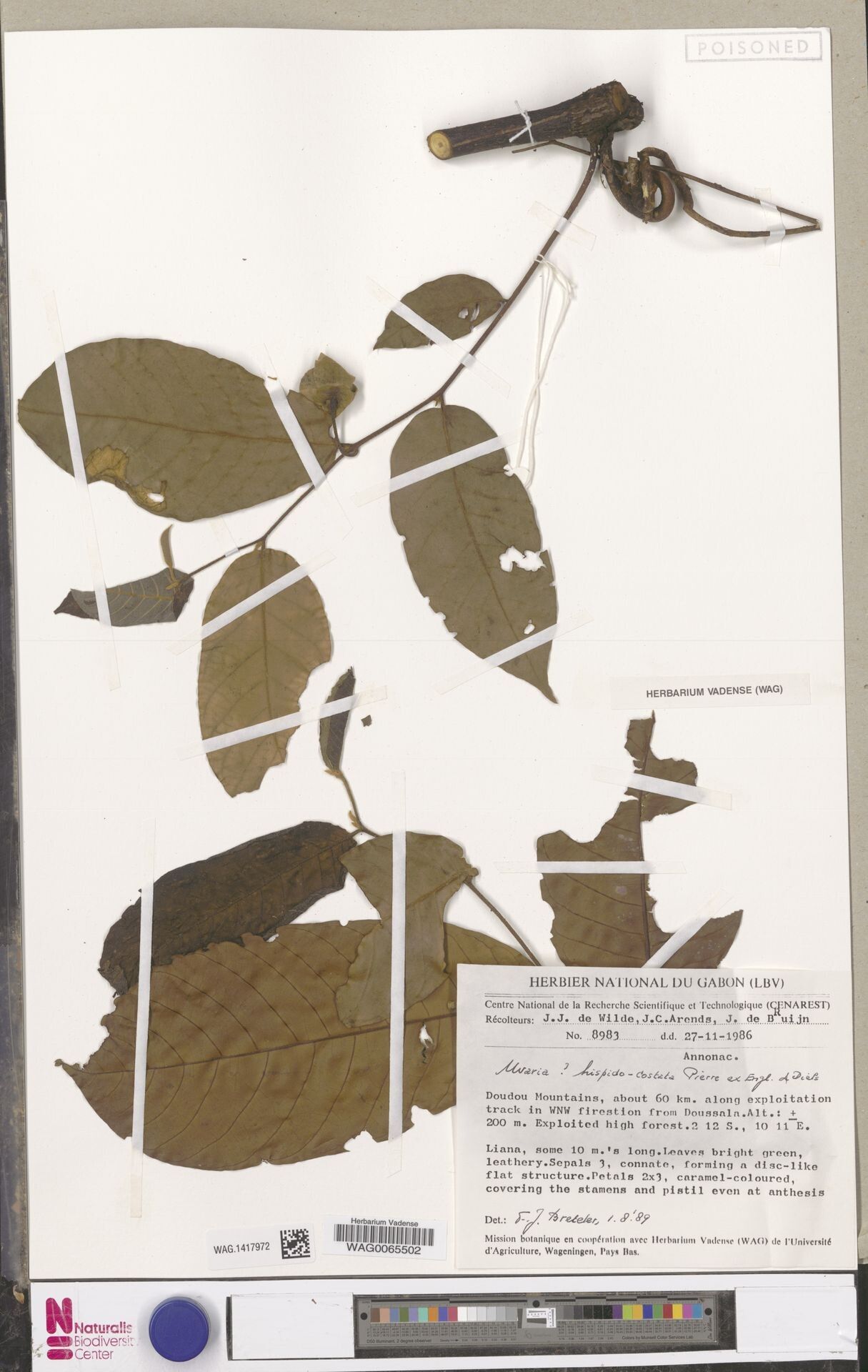 Uvaria hispidocostata — houseplant care guide