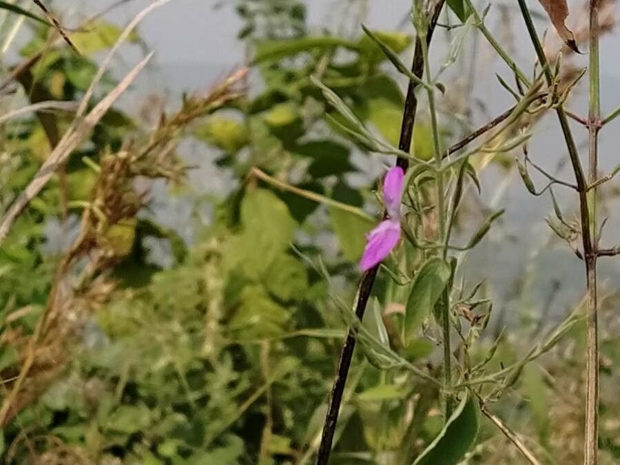 Dicliptera resupinata flower