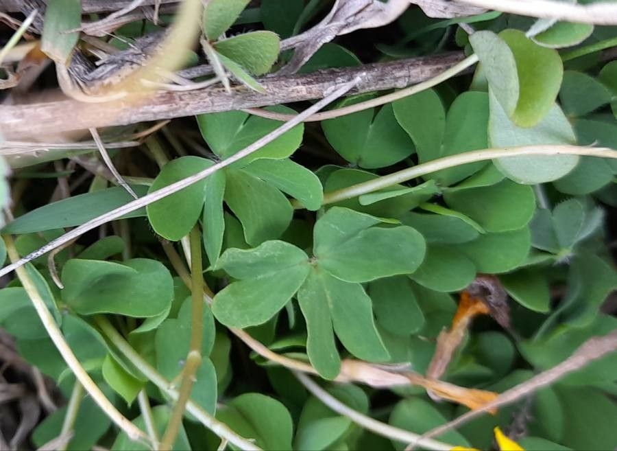 Oxalis eriocarpa — search result for 'Oxalis'