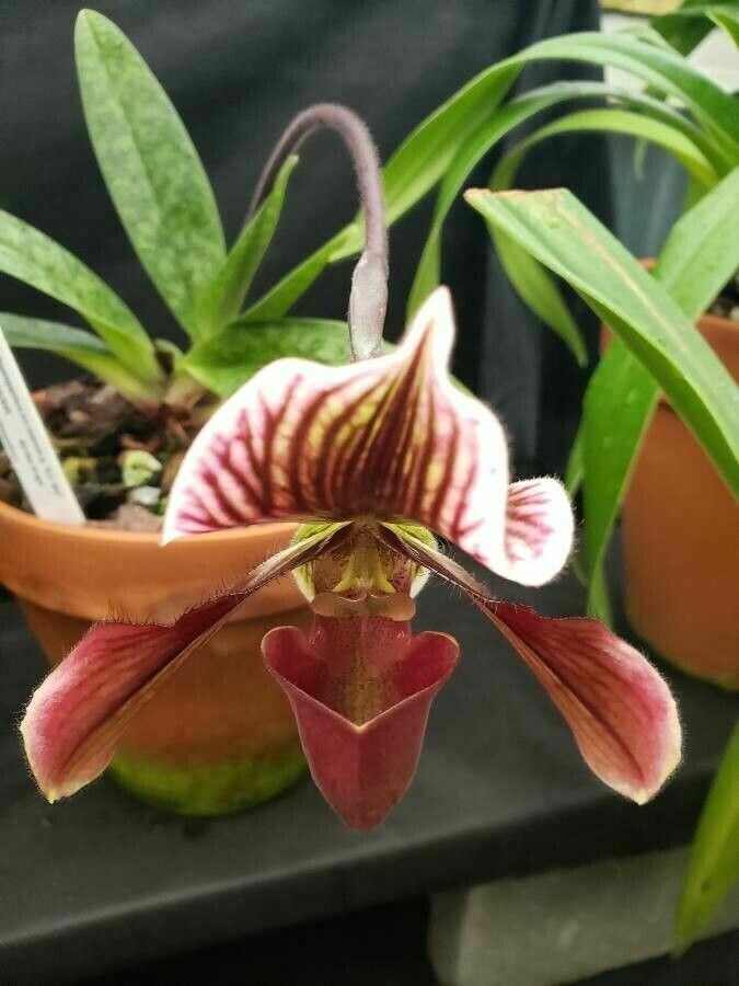 Paphiopedilum barbatum flower