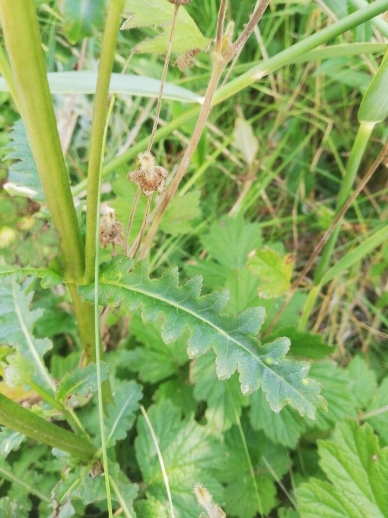 Pedicularis sceptrum-carolinum leaf