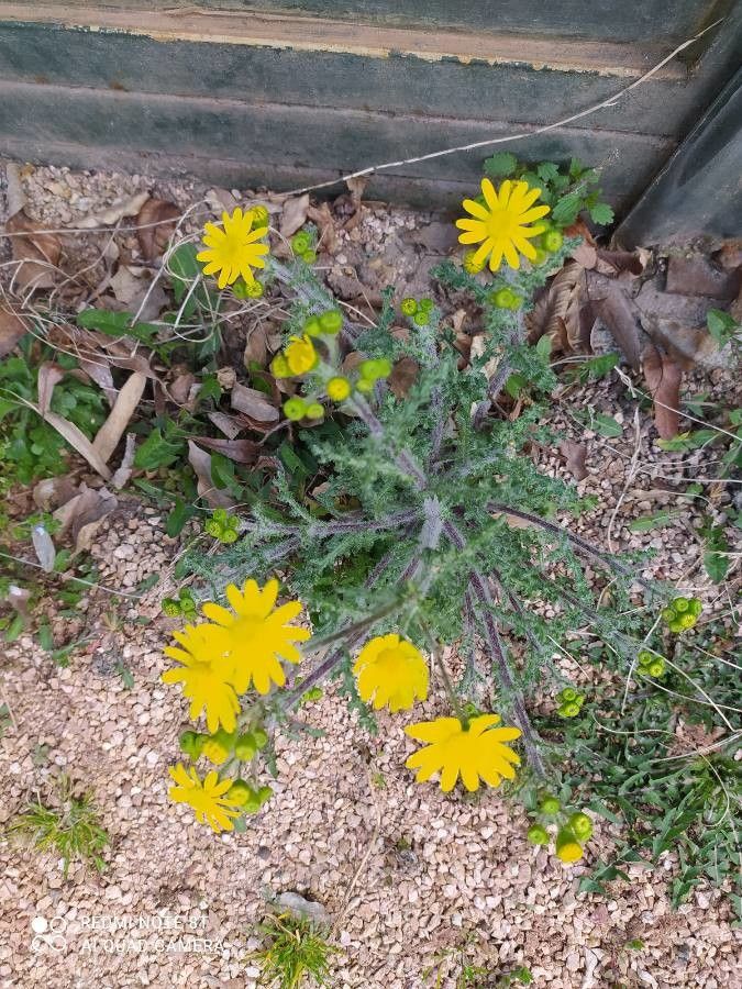 Senecio vernalis fruit