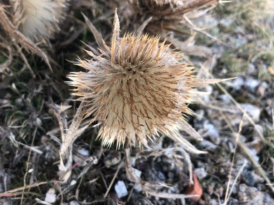 Cirsium ferox flower