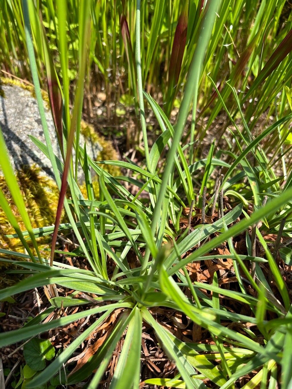 Armeria pinifolia — houseplant care guide
