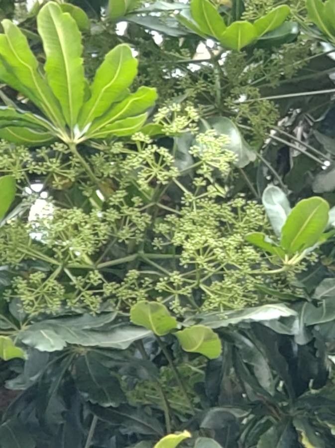 Plerandra elegantissima flower