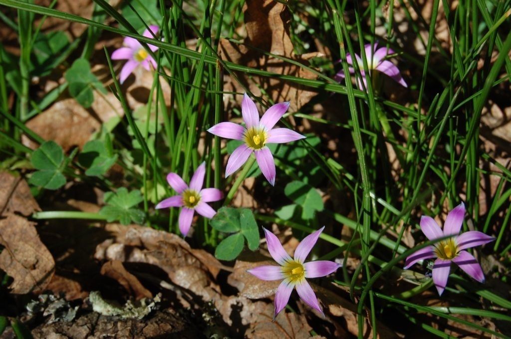 Romulea rosea habit