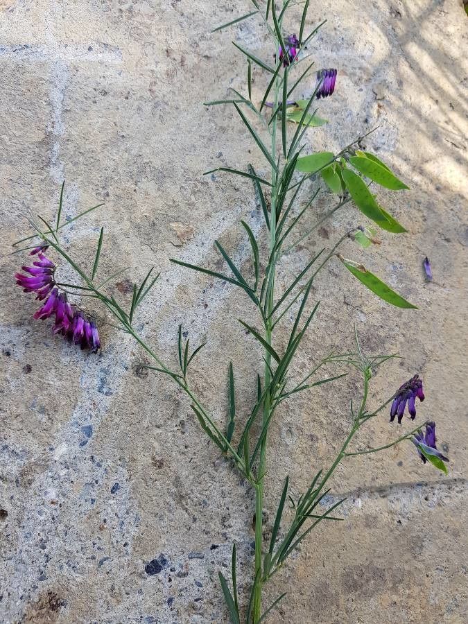 Vicia sicula leaf