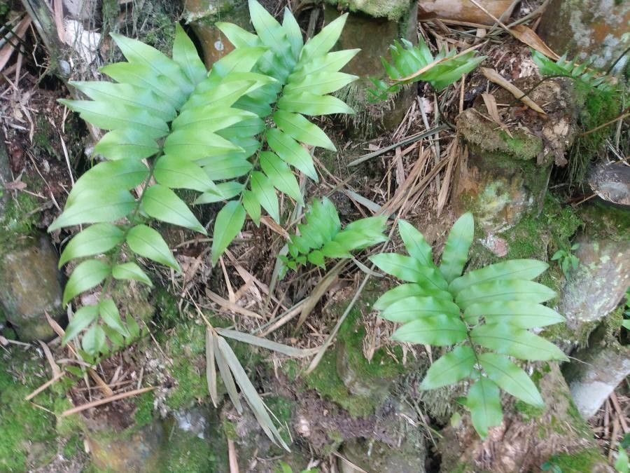 Phanerophlebia umbonata habit