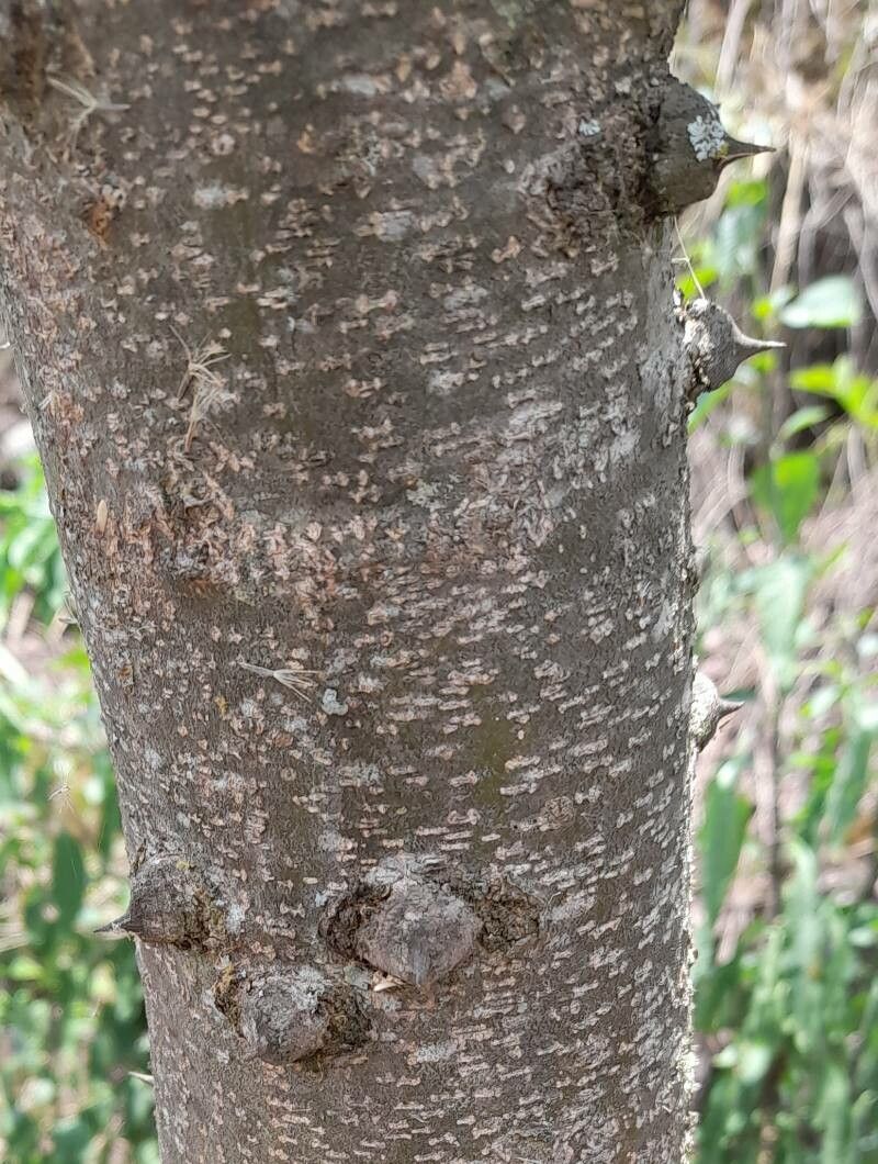 Zanthoxylum coco bark
