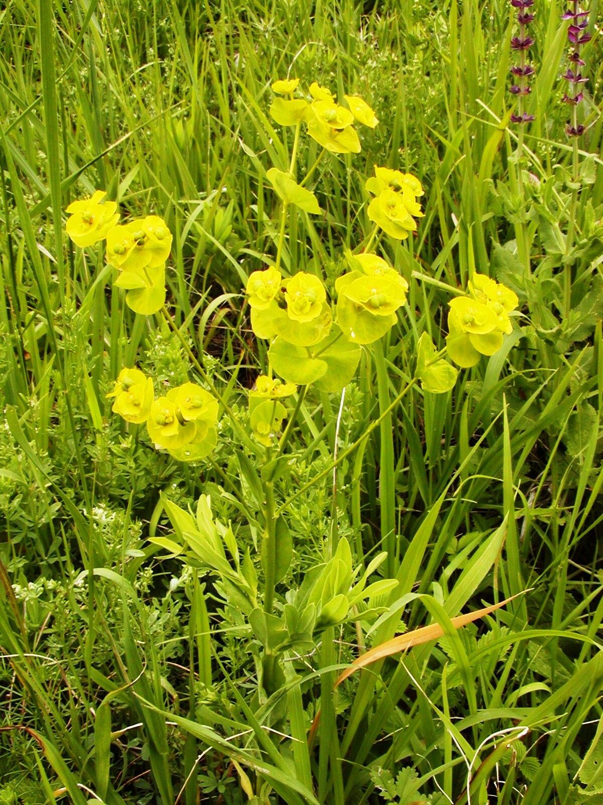 Euphorbia salicifolia flower
