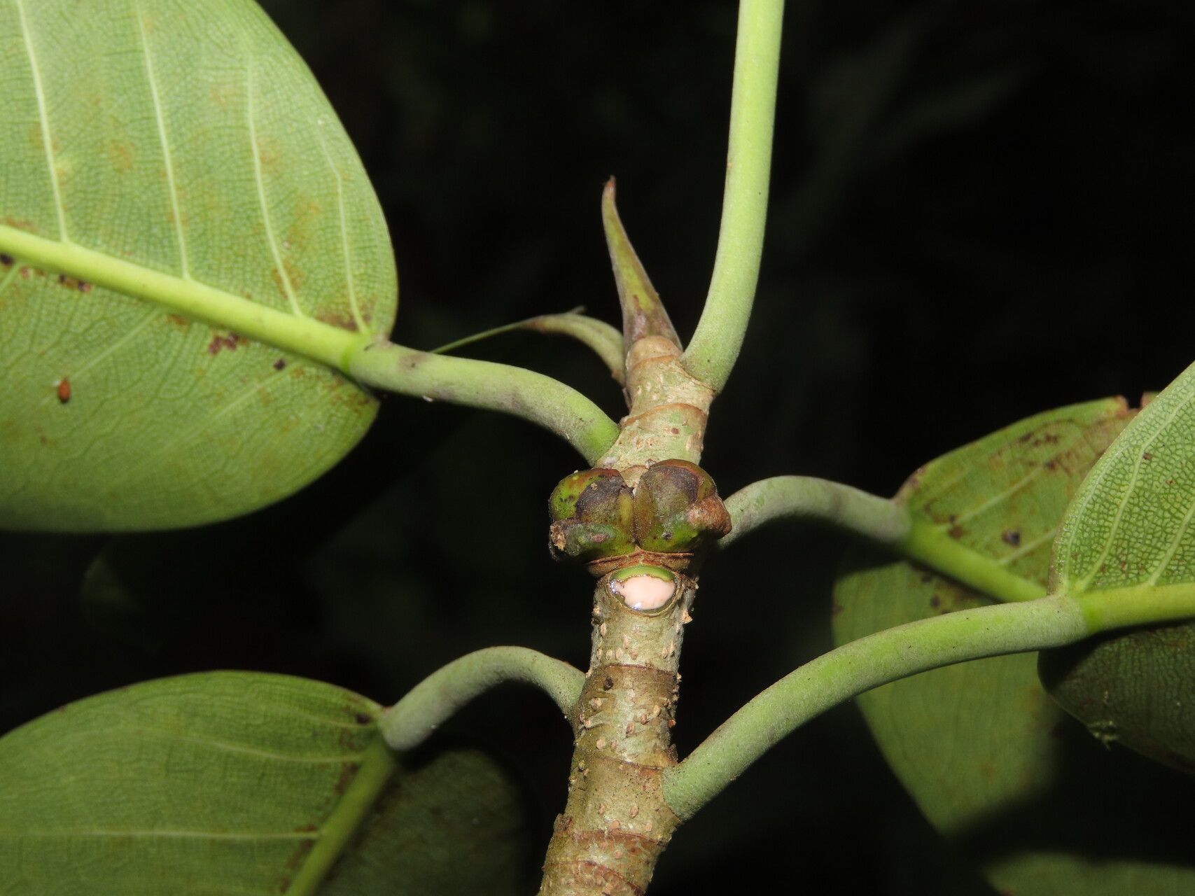 Ficus schippii fruit