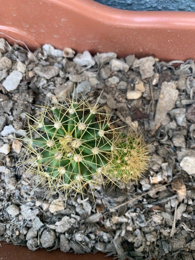 Coleocephalocereus aureus habit