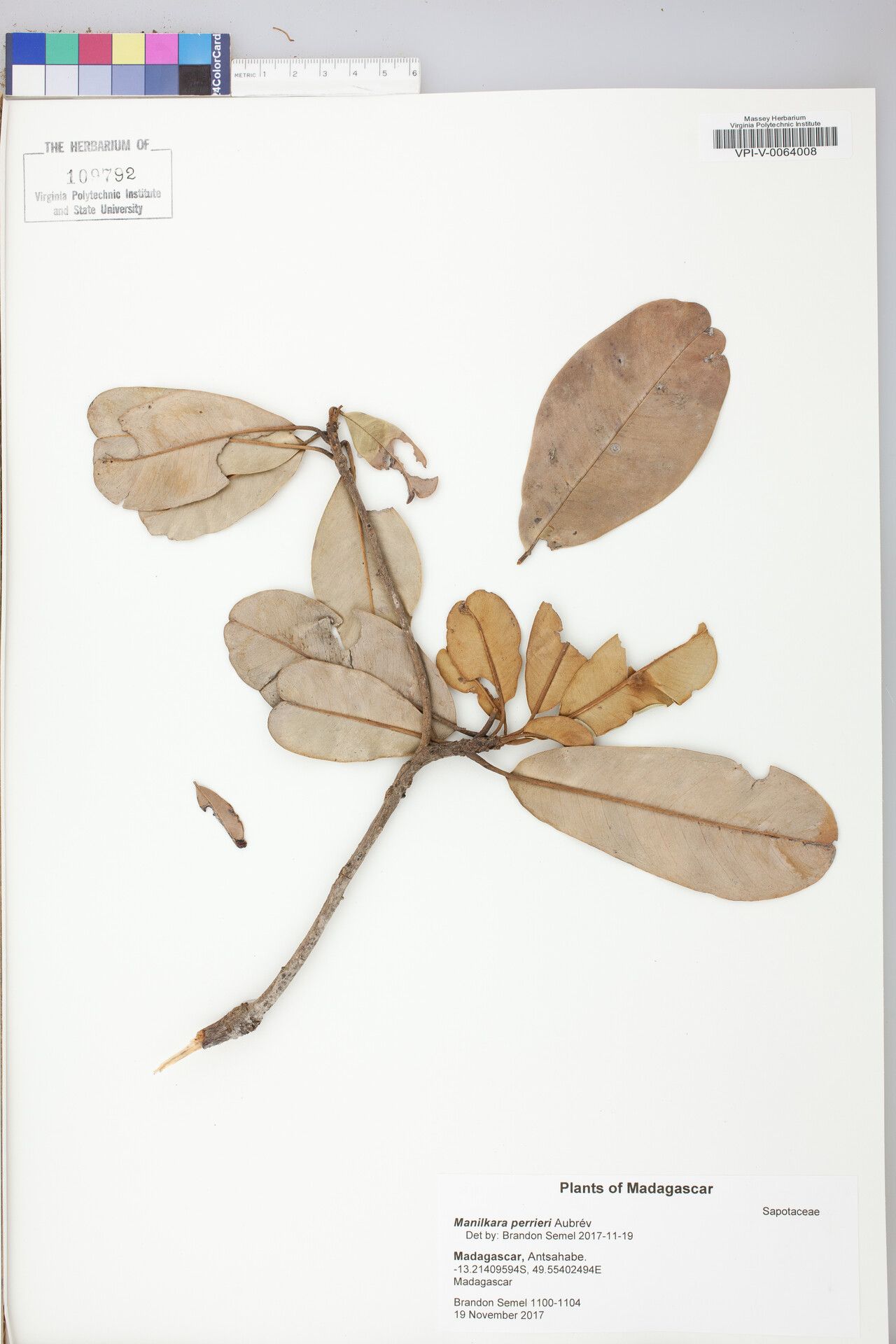 Manilkara perrieri — houseplant care guide