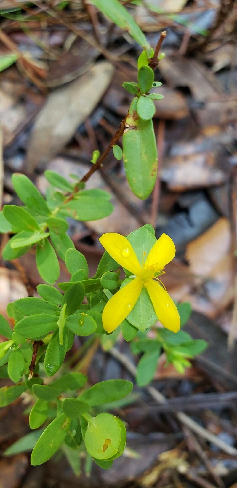 Hypericum hypericoides flower