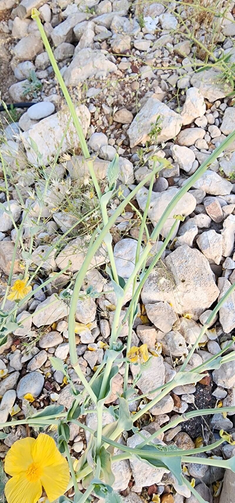 Glaucium vitellinum fruit