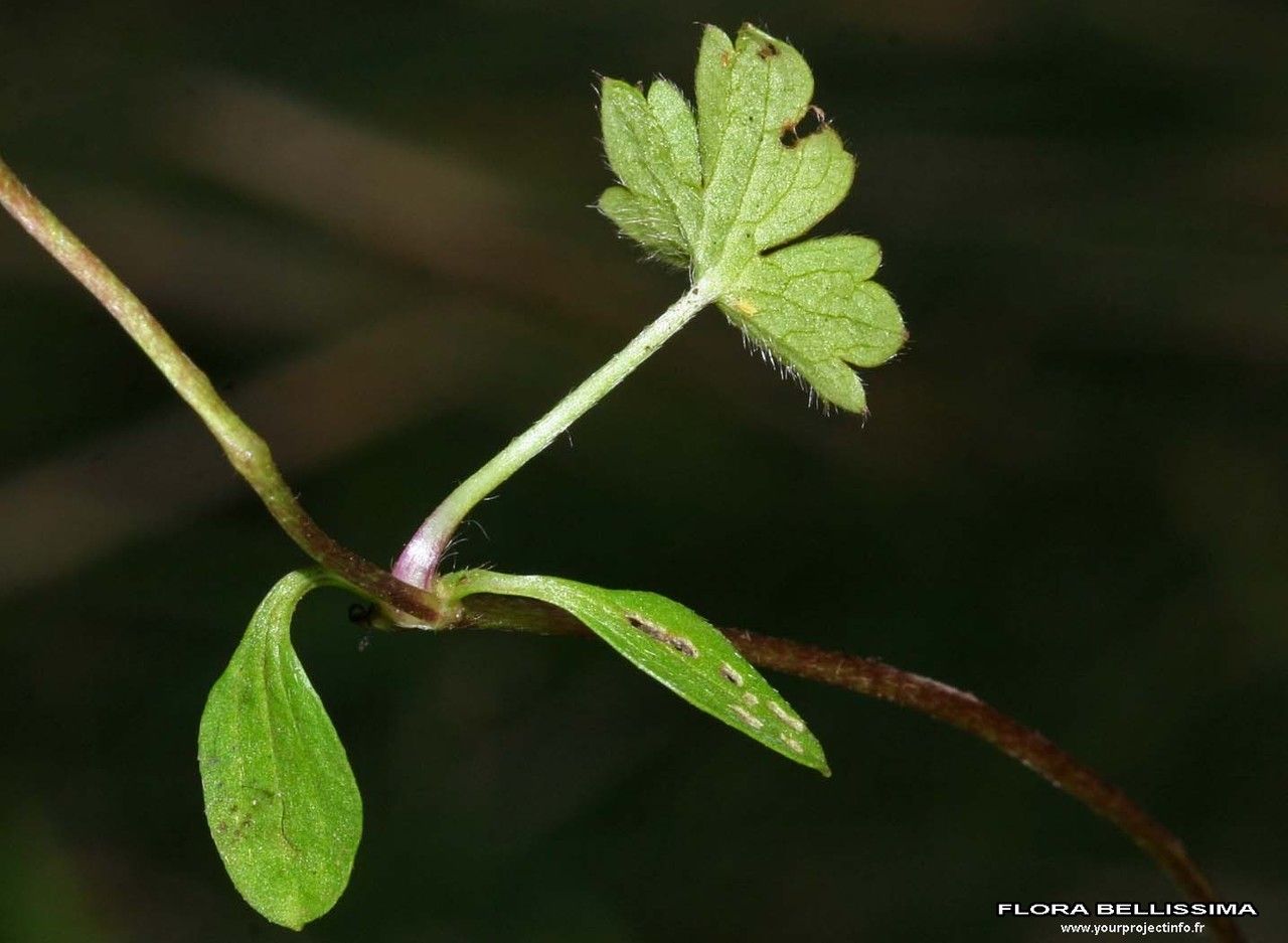 Ranunculus serpens leaf