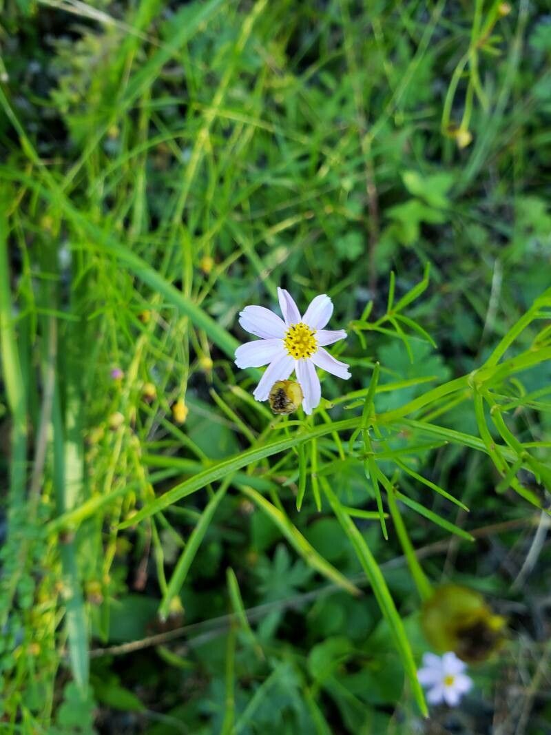 Coreopsis rosea flower