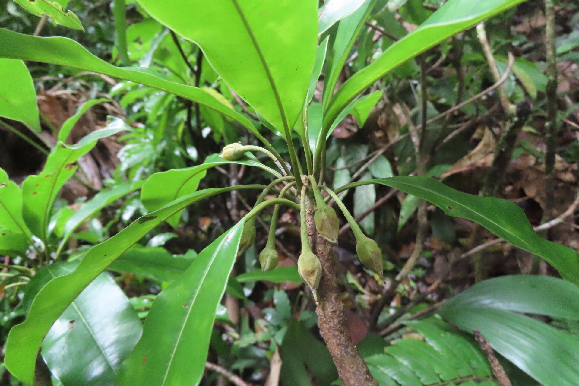 Manilkara staminodella — houseplant care guide